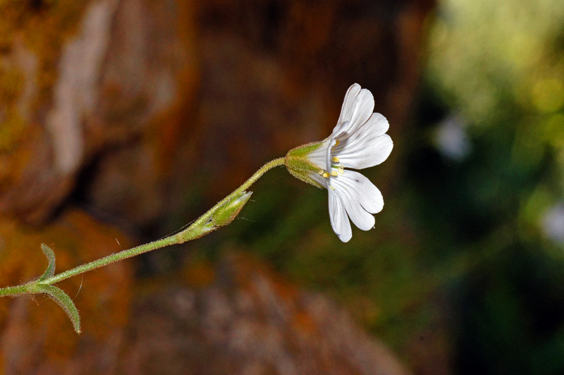Cerastium supramontanum / Cerastio del Supramonte